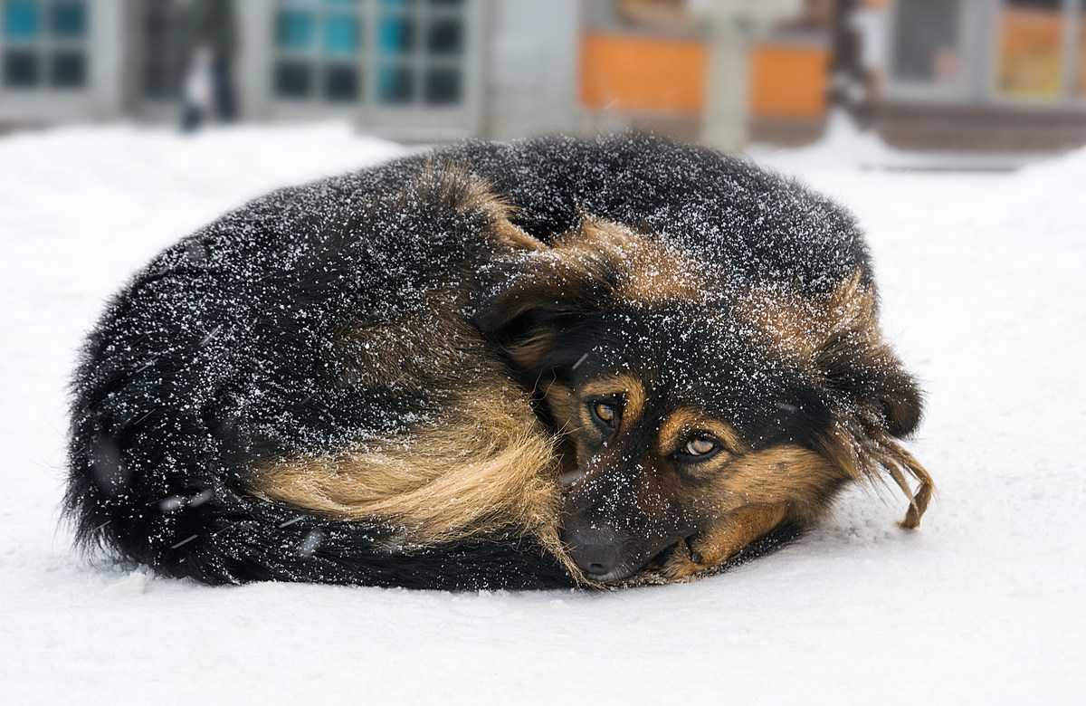 Собака зимой на улице